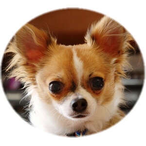 Chihuahua Kopf